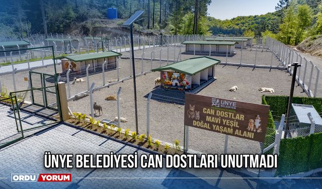 Ünye Belediyesi Can Dostları Unutmadı
