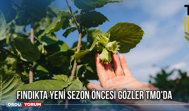 Fındıkta Yeni Sezon Öncesi Gözler TMO'da