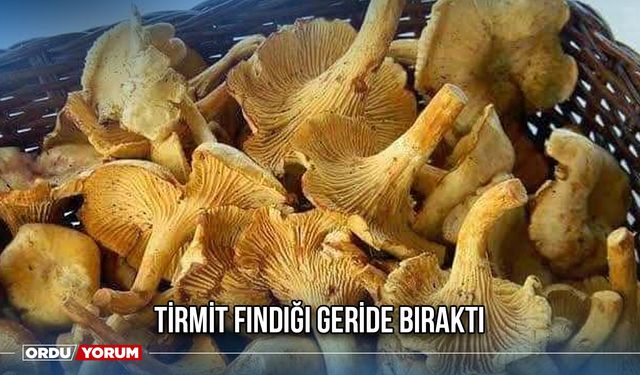 Tirmit Fındığı Geride Bıraktı