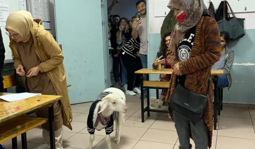 Kuzusuyla sandık başına gitti gündem oldu