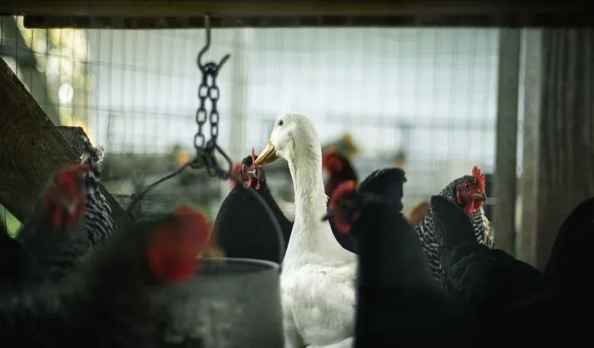 Brezilya’da kuş gribi alarmı