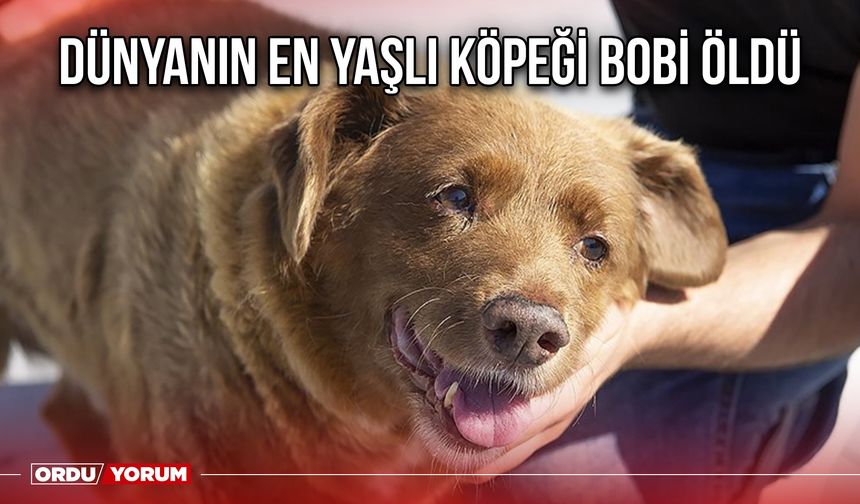 Dünyanın en yaşlı köpeği Bobi öldü