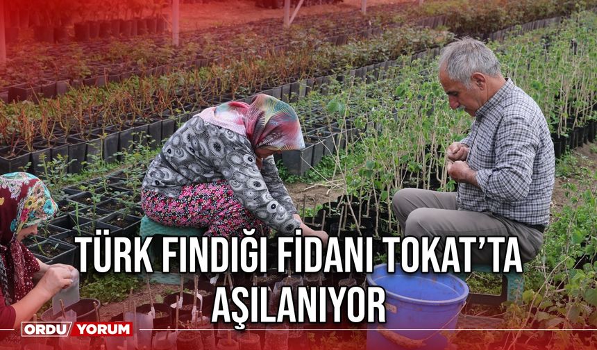 Türk Fındığı Fidanı Tokat’ta Aşılanıyor