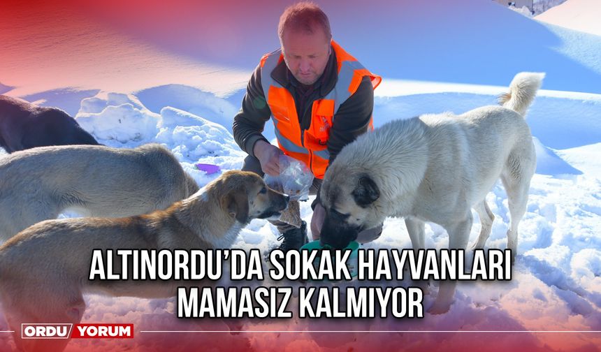 Altınordu’da Sokak Hayvanları Mamasız Kalmıyor