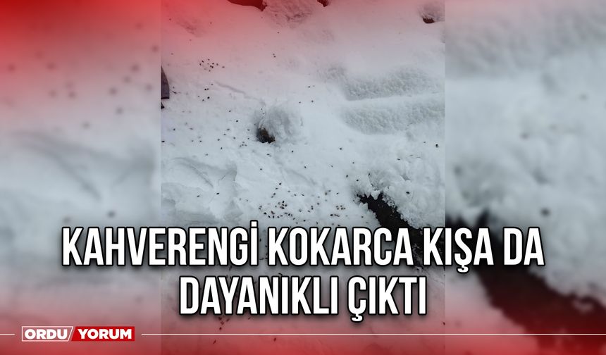 Kahverengi Kokarca Kışa Da Dayanıklı Çıktı