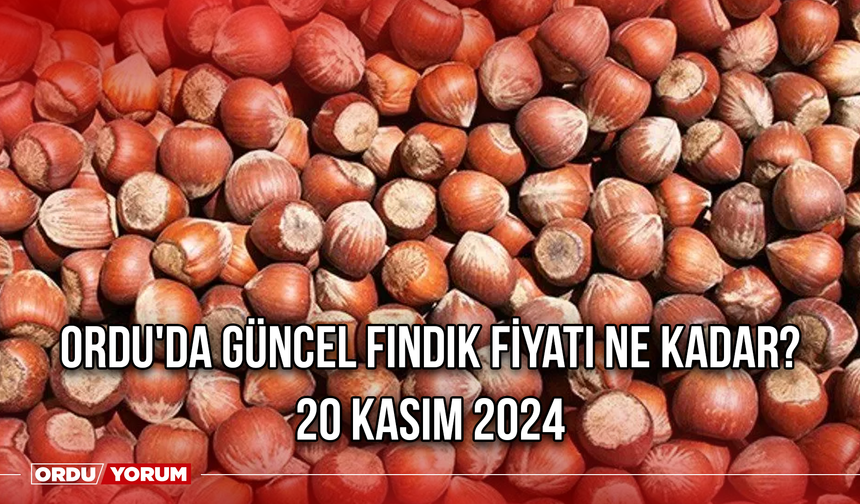 Ordu'da güncel fındık fiyatı ne kadar? 20 Kasım 2024