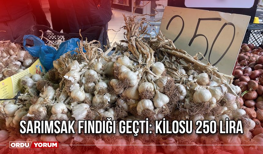 Sarımsak Fındığı Geçti: Kilosu 250 Lira