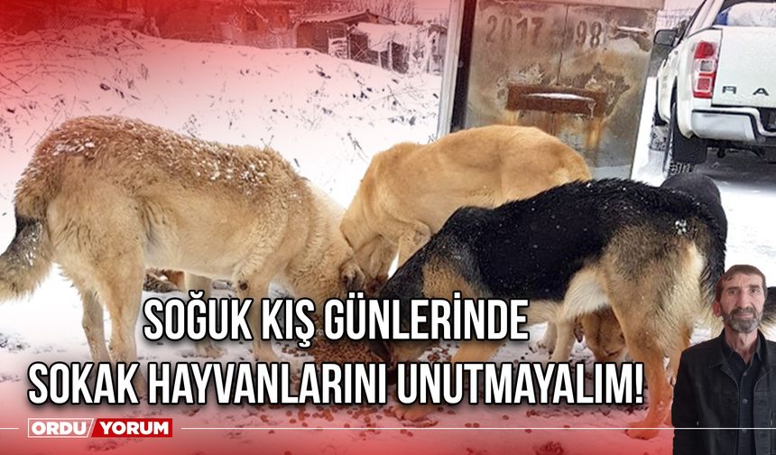 Soğuk Kış Günlerinde Sokak Hayvanlarını Unutmayalım!