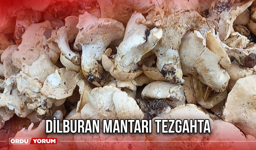 Dilburan Mantarı Tezgahta