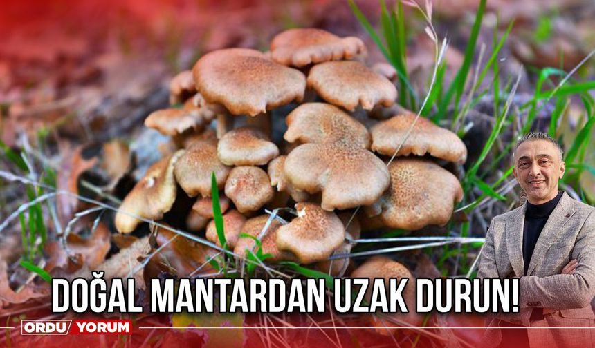 Doğal Mantardan Uzak Durun!