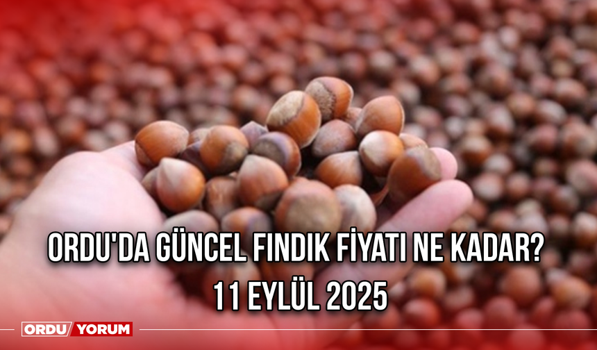 Ordu'da güncel fındık fiyatı ne kadar? 11 Eylül 2025