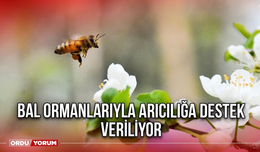 Bal Ormanlarıyla Arıcılığa Destek Veriliyor