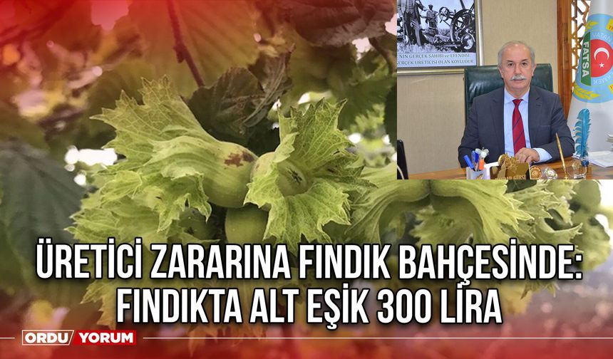 Üretici Zararına Fındık Bahçesinde: Fındıkta Alt Eşik 300 Lira