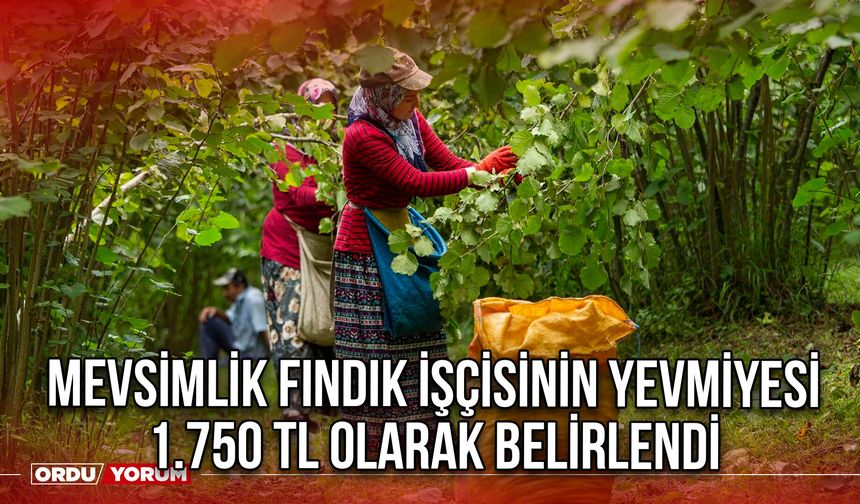 Mevsimlik Fındık İşçisinin Yevmiyesi 1.750 TL Olarak belirlendi