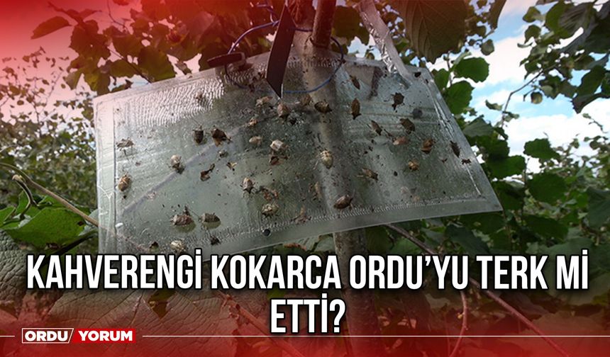 Kahverengi Kokarca Ordu’yu Terk Mi Etti?