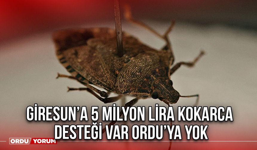 Giresun’a 5 Milyon Lira Kokarca Desteği Var Ordu’ya Yok