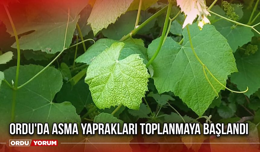 Ordu'da Asma Yaprakları Toplanmaya Başlandı