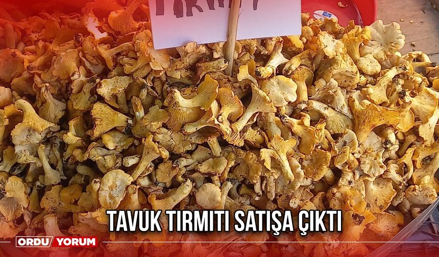 Tavuk Tırmıtı Satışa Çıktı