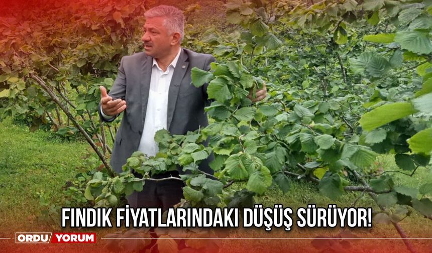 Fındık Fiyatlarındaki Düşüş Sürüyor!