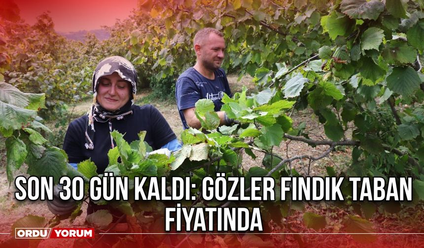 Son 30 Gün Kaldı: Gözler Fındık Taban Fiyatında