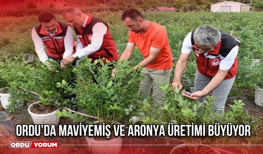 Ordu’da Maviyemiş ve Aronya Üretimi Büyüyor
