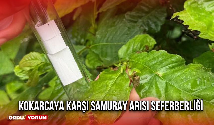 Kokarcaya Karşı Samuray Arısı Seferberliği