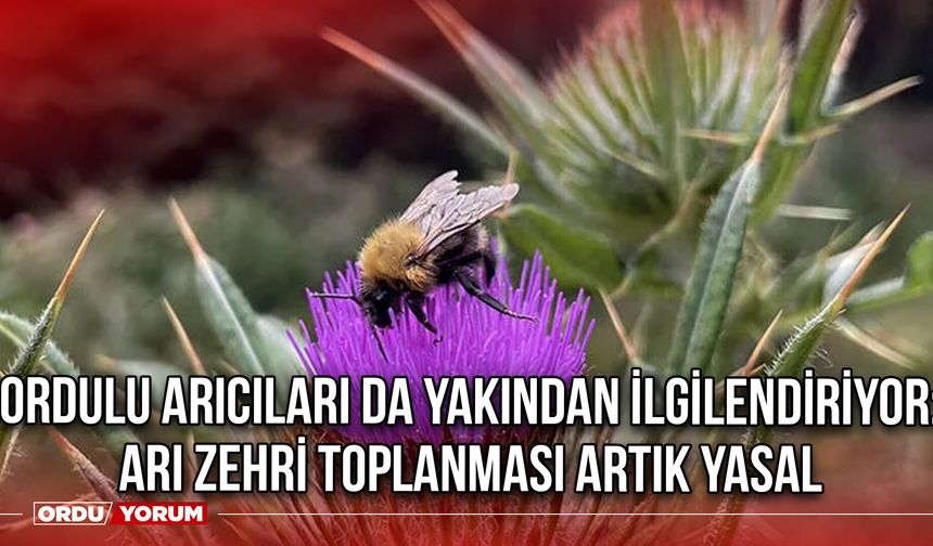 Ordulu Arıcıları da Yakından İlgilendiriyor: Arı Zehri Toplanması Artık Yasal