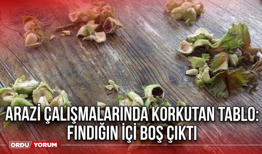 Arazi Çalışmalarında Korkutan Tablo: Fındığın içi Boş Çıktı