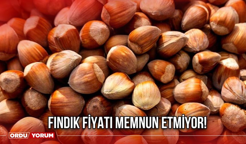 Fındık Fiyatı Memnun Etmiyor!