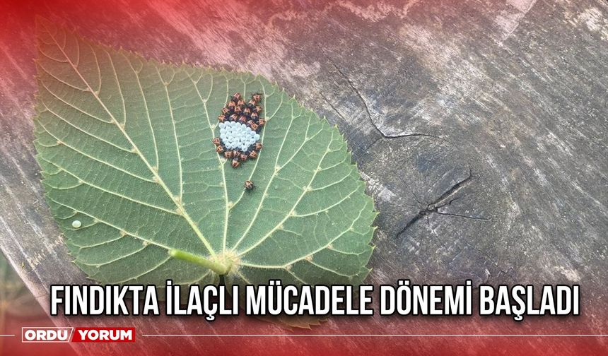 Fındıkta İlaçlı Mücadele Dönemi Başladı
