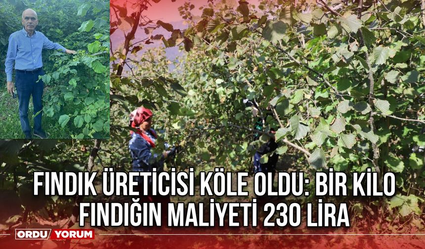 Fındık Üreticisi Köle Oldu: Bir Kilo Fındığın Maliyeti 230 Lira