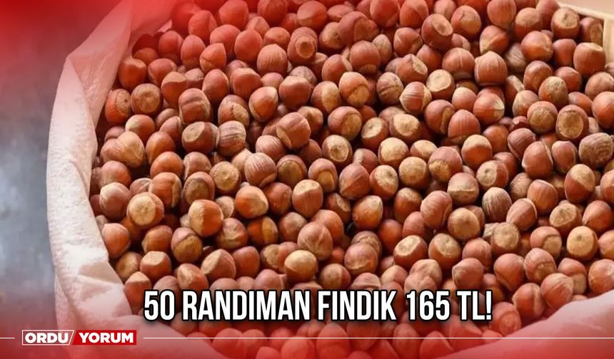 50 Randıman Fındık 165 TL!