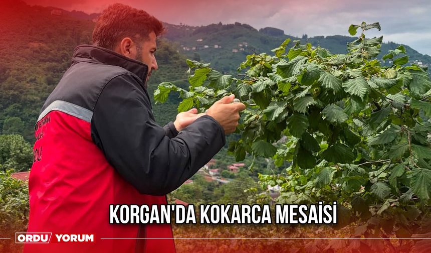 Korgan'da Kokarca Mesaisi