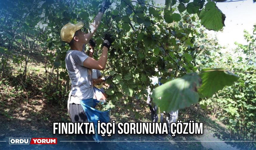 Fındıkta İşçi Sorununa Çözüm