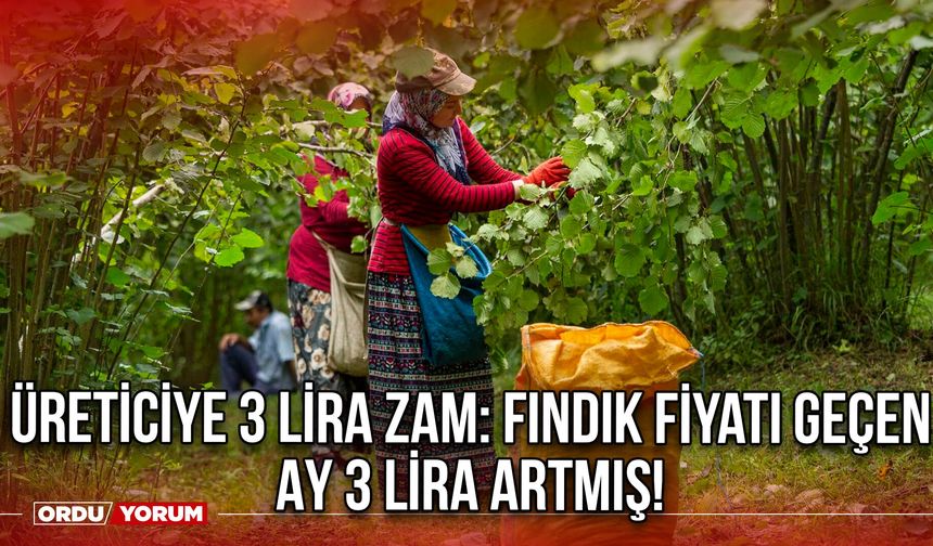 Üreticiye 3 Lira Zam: Fındık Fiyatı Geçen Ay 3 Lira Artmış!