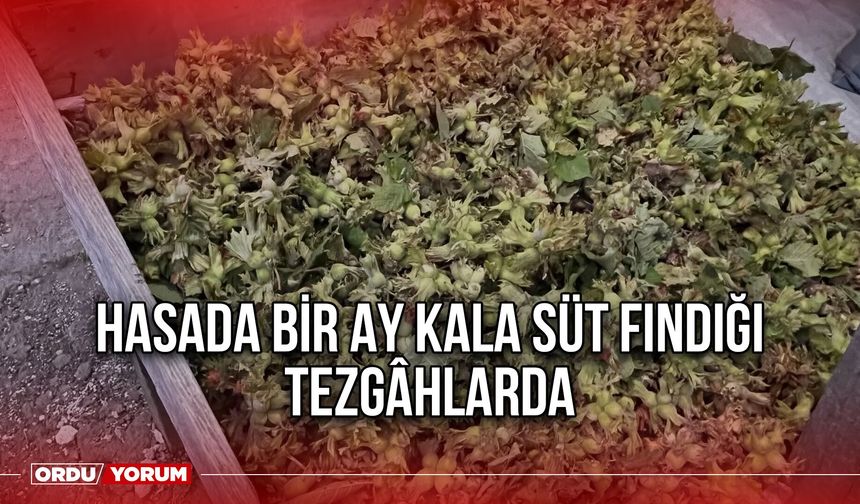 Hasada Bir Ay Kala Süt Fındığı Tezgâhlarda