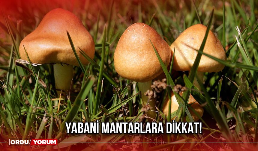 Yabani Mantarlara Dikkat!