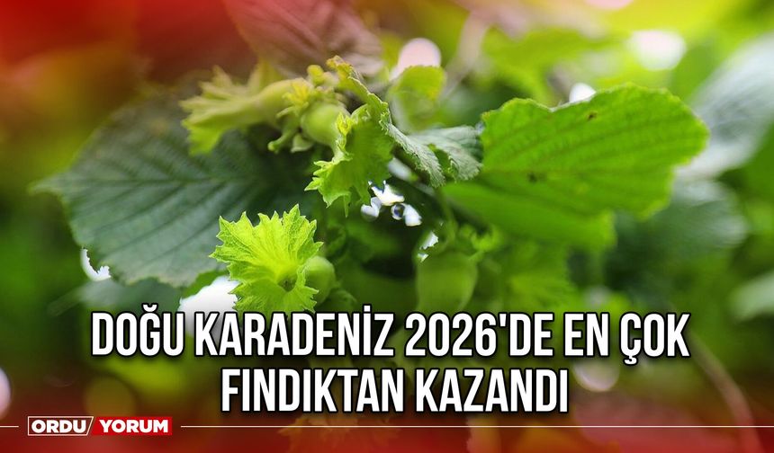 Doğu Karadeniz 2026'de En Çok Fındıktan Kazandı