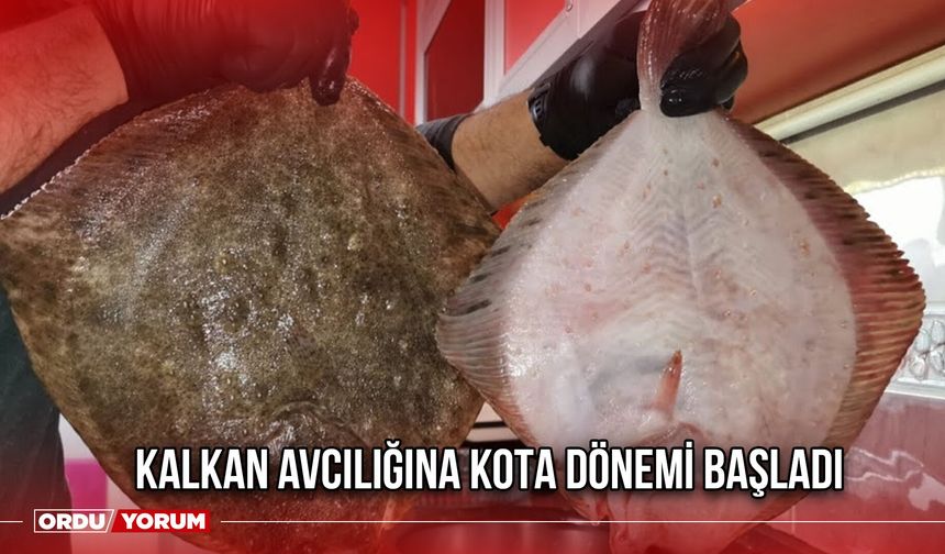 Kalkan Avcılığına Kota Dönemi Başladı