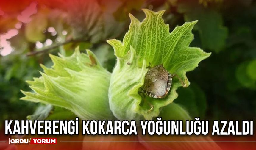 Kahverengi Kokarca Yoğunluğu Azaldı