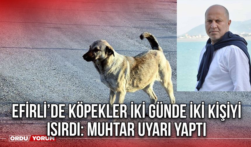 Efirli’de Köpekler İki Günde İki Kişiyi Isırdı: Muhtar Uyarı Yaptı