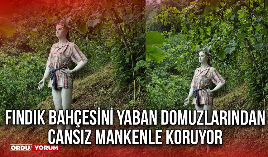 Fındık Bahçesini Yaban Domuzlarından Cansız Mankenle Koruyor