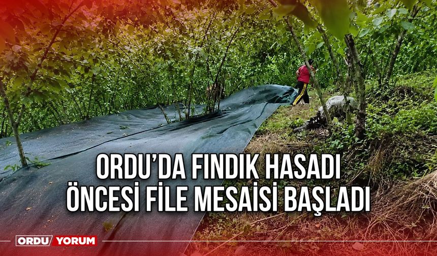 Ordu’da Fındık Hasadı Öncesi File Mesaisi Başladı