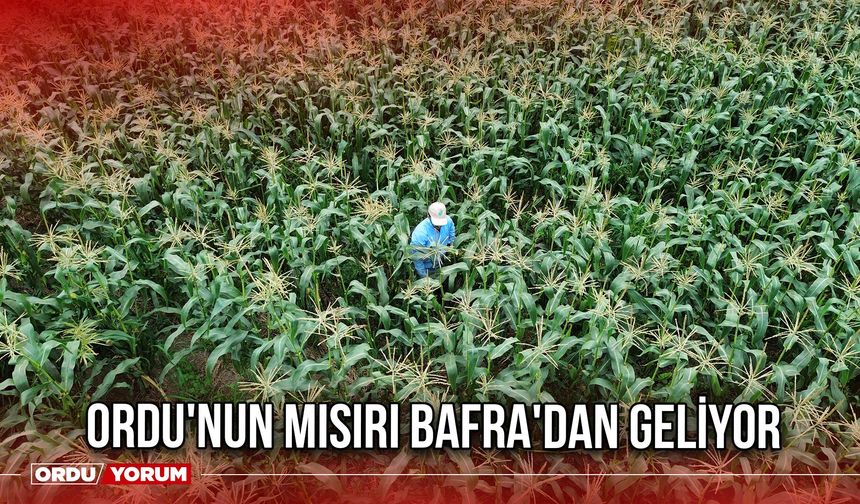 Ordu'nun Mısırı Bafra'dan geliyor