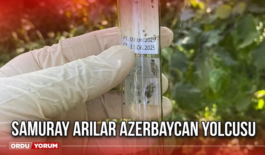 Samuray Arılar Azerbaycan Yolcusu