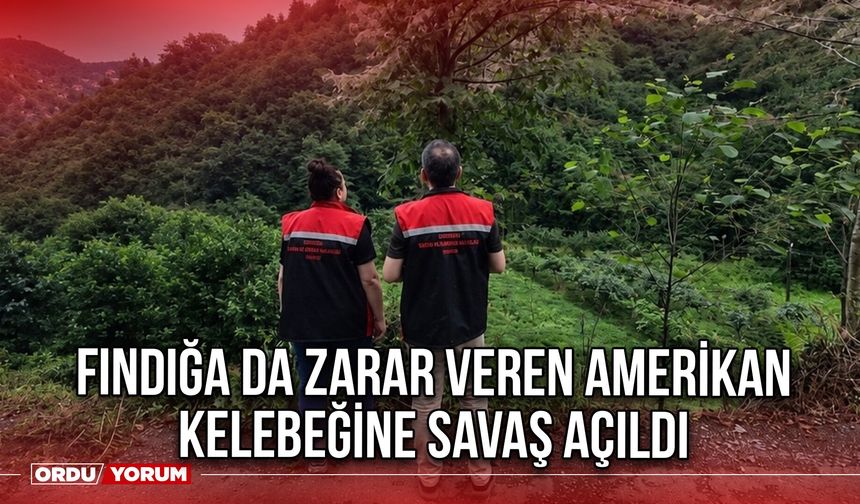 Fındığa da Zarar Veren Amerikan Kelebeğine Savaş Açıldı