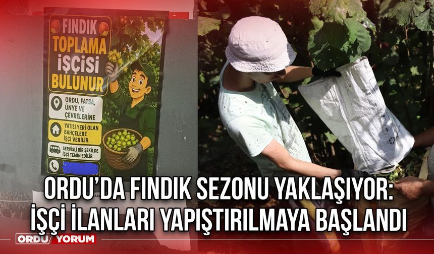 Ordu’da Fındık Sezonu Yaklaşıyor: İşçi İlanları Yapıştırılmaya Başlandı