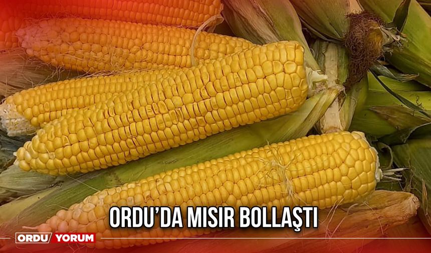 Ordu’da Mısır Bollaştı