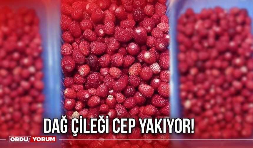 Dağ Çileği Cep Yakıyor!