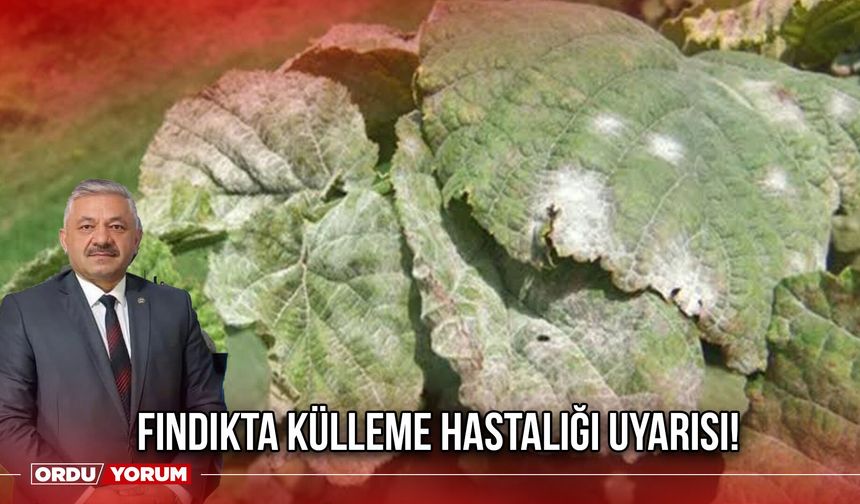 Fındıkta Külleme Hastalığı Uyarısı!